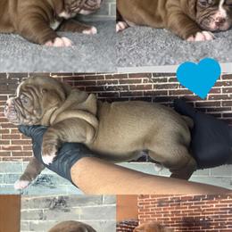 Olde English Bulldogge Puppies Available in Minneapolis, mn
