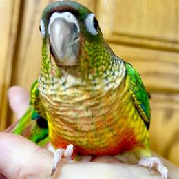 Handfed Greencheek Conures Ready for New Homes in Saginaw, mi