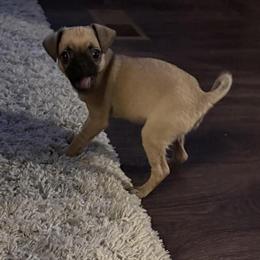 Female Pug Puppy Mix - 13 Weeks Old in Colorado Springs, co