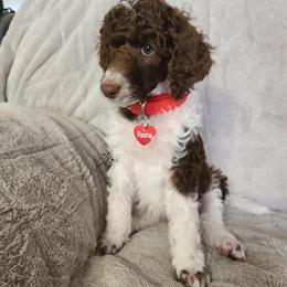 Standard Poodle puppies expected in March 2026 in Colorado Springs, co