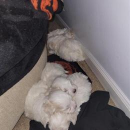 Maltese Puppies Available for New Homes in Frankfort, in