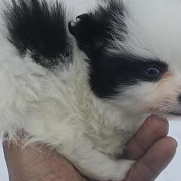 Pomeranian Puppies Available in Warren, mi