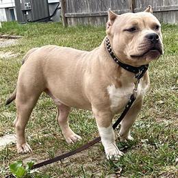 Male American Bully Available in Sicklerville, nj
