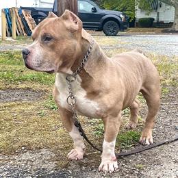 Free Male American Bully Looking for Retirement Home in Sicklerville, nj