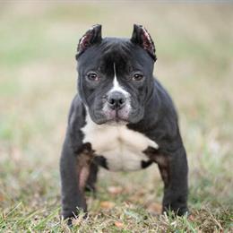 19 Week Old American Bully Female Puppy Available in Charlotte, nc