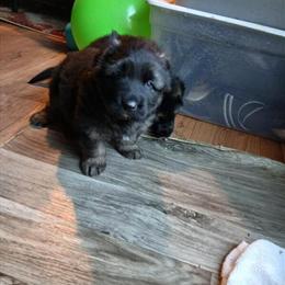 German Shepherd Puppy for Sale in Charlotte, nc