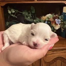 Morkie Puppies for Adoption - Ready Soon in Lima, oh