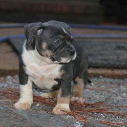American Bully Puppies Available in Birmingham, al