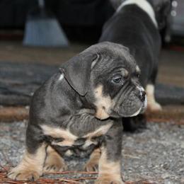 American Bully Female Puppy for Sale in Birmingham, al