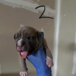 American Bully Puppies ABKC Available Soon in Durham, nc