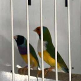 Male Gouldian Finches for Sale or Trade in Portsmouth, oh