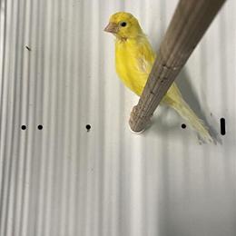 Canaries for Sale: 2 Males and 1 Female in Portsmouth, oh