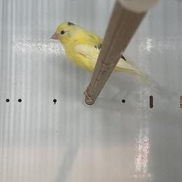 Canary Pair for Adoption in Portsmouth, oh
