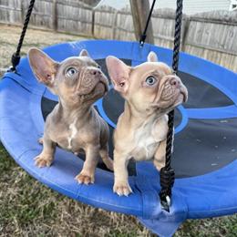 French Bulldog Female Puppy Ready to Go in Charlotte, nc