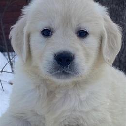 Golden Retrievers for Adoption in Brainerd, mn