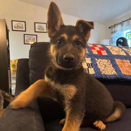 German Shepherd Puppies for Adoption in Charlotte, nc