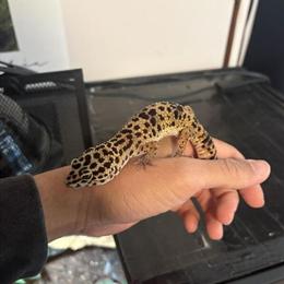 Leopard Geckos for Adoption in Royal Oak, mi