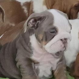 English Bulldog Female Pup for Sale in Flint, mi