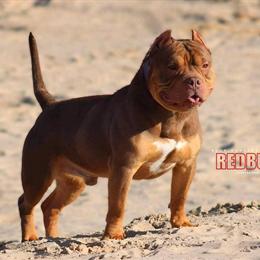 Pocket Bully Stud Available for Service in South Haven, mi