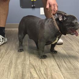 Exotic French Bulldog Stud Service Available in South Haven, mi