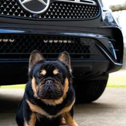 Fluffy French Bulldog for Stud - Proven Producer in South Haven, mi