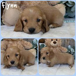 Miniature Longhair Dachshund Puppies Available in Jacksonville, fl