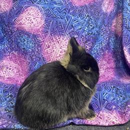 Netherland Dwarf Rabbits for Show, Breeding, or Pets in Delta, oh