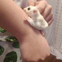 Female sugar gliders for re-homing in Louisville, ky