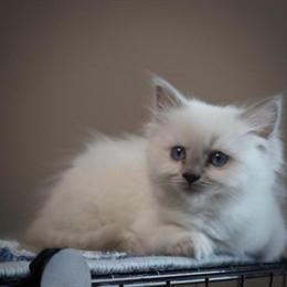 Ragdoll Kittens Ready for Loving Homes in Lebanon, pa