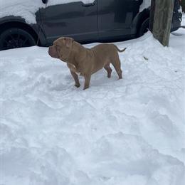 Exotic Bull Mighty Thor - Fawn Sable Stud in Portsmouth, va