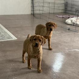 Labrador Retriever puppies ready to go home around October 10th in Berne, in