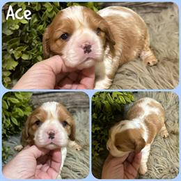 Cavapoo Puppies Ready for New Homes in Jacksonville, fl