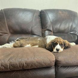English Springer Spaniel Puppies Ready December 30th in Berne, in
