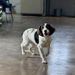 English Springer Spaniel Puppies Available in Berne, in