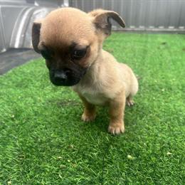 Chihuahua Male Puppy Boosie for Adoption in Jesup, ga