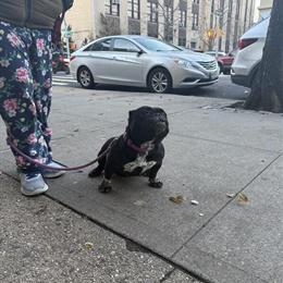 American Bully Female, 3.5 Years Old, Available for Breeding in New York, ny