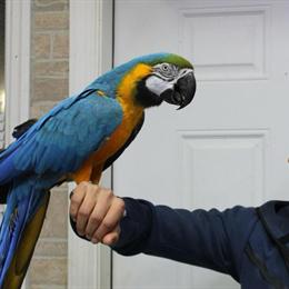 Blue and Gold Macaw for Adoption in Brooklyn, ny
