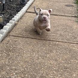 Show Quality American Bully Puppies Available in Spotsylvania, va