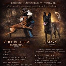 Belgian Malinois Puppies from Elite Bloodlines in Tampa, fl