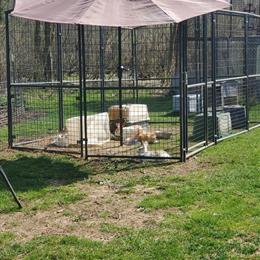 New Zealand Rabbits Available in Howell, mi