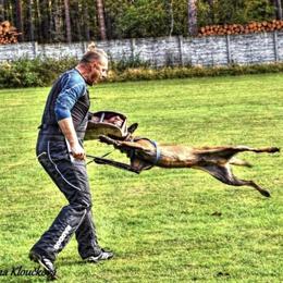 Belgian Malinois Stud Available for Breeding in Tampa, FL in Tampa, fl