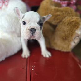 Female Blue Fawn Pied French Bulldog with AKC Registration in Macon, ga