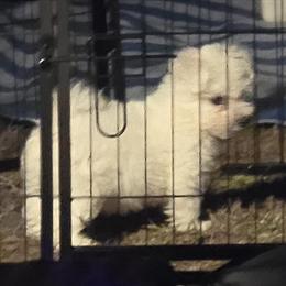 Bichon Frise Puppies Ready for Forever Homes in Birmingham, al