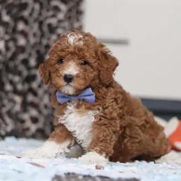 Mini Golden Doodle Boy - Red and White Available in Waterford, mi