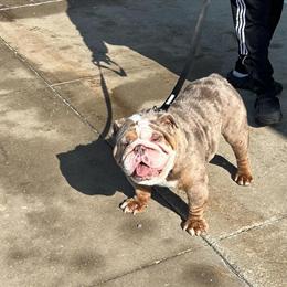 English Bulldog Stud Service Available in Grand Rapids, mi