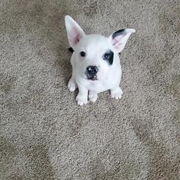 Boston Terrier Puppies - 12 Weeks Old and Vaccinated in Strongsville, oh