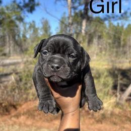 American Bullies - UKC Registered Puppies Available in Beaufort, sc