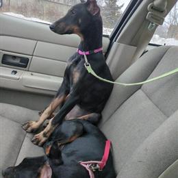 Female AKC Doberman Pinscher Puppy Available in Midland, mi