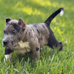 American Bully Pups for Sale - ABKC Registered in Plant City, fl