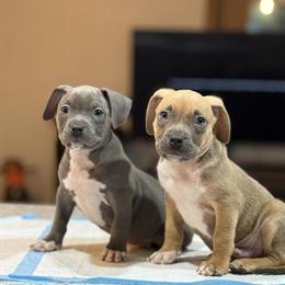 American Bully Puppies Ready for New Homes in South Haven, mi